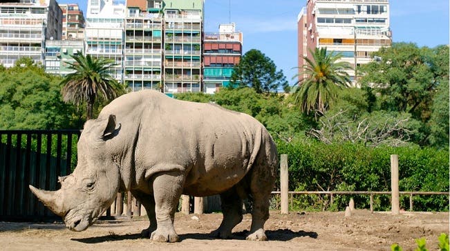 BUENA INICIATIVA: Zoológico de Buenos Aires cierra sus puertas para siempre - Imagen 2