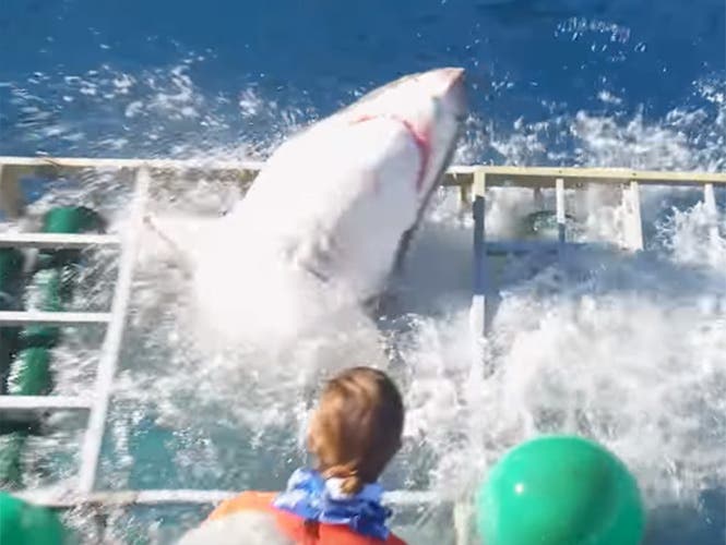 Tiburón gigante destruye jaula con buzo aún adentro - Imagen 1