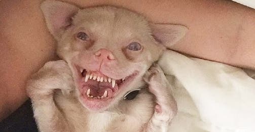 El nacimiento de un perro murciélago tiene a los científicos en shock - Imagen 1