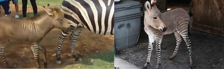 Infidelidad entre especies produce un animal que es mitad burro y mitad cebra - Imagen 2