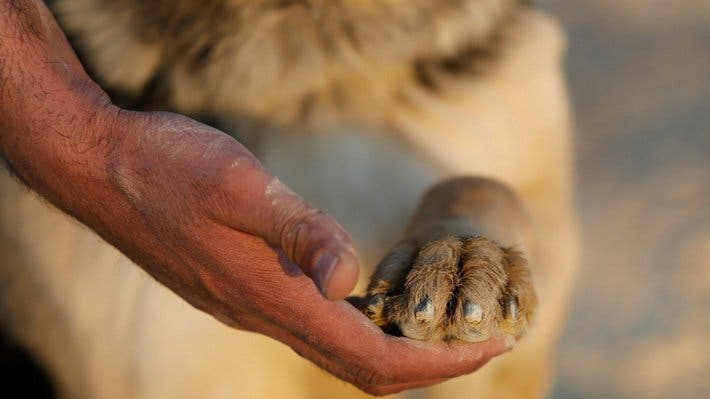 Humane society rescues 46 dogs that were going to ... - Context 1 Humane society rescues 46 dogs that were going to ... - Context 1