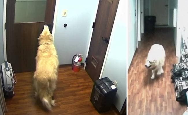 Video viral: el gran escape de un perro