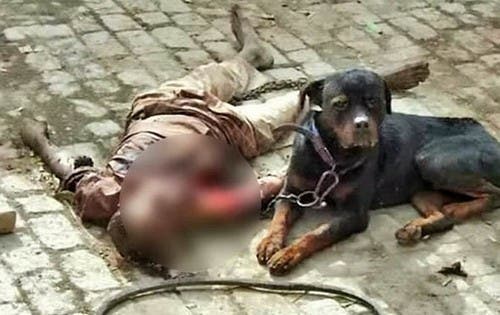 Rottweiler mató al dueño y lo masticó una hora
