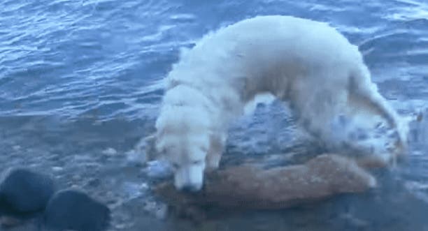 Un perro que paseaba por la playa rescató a un ciervo que se ahogaba