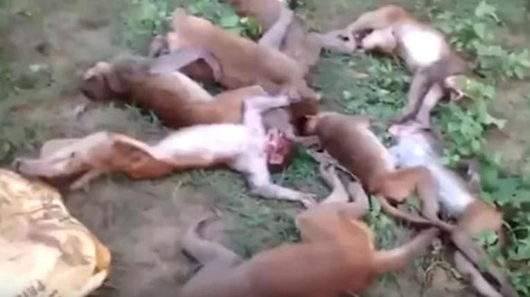 Mueren 12 monos por ataques cardíacos tras rugido de tigre Mueren 12 monos por ataques cardíacos tras rugido de tigre