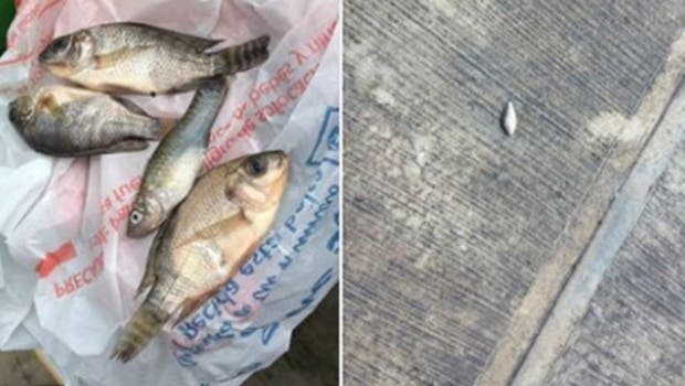 Llovieron peces en Tampico — INCREÍBLE Llovieron peces en Tampico — INCREÍBLE