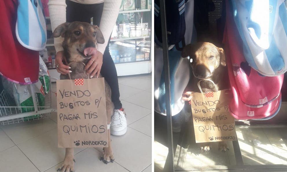 Perrito con cáncer vende