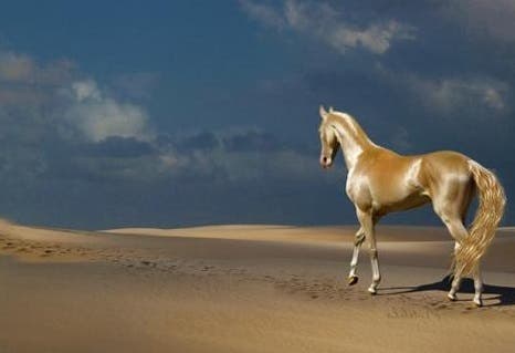 Resultado de imagen para Este es el "caballo venido del cielo"