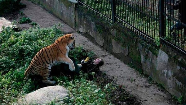 El Terrible Instante En Que Un Tigre Ataca A Su Cuidadora