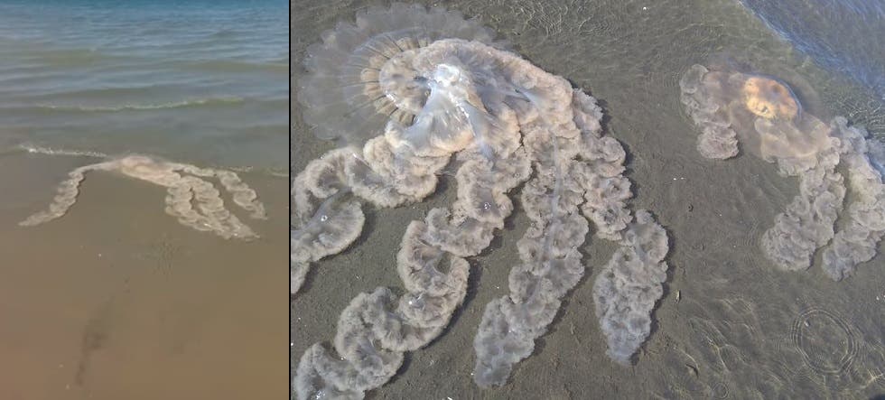 Resultado de imagen para medusas gigantes