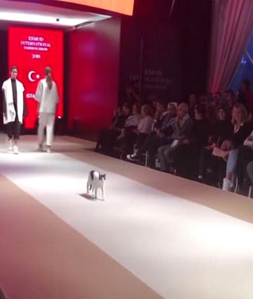 Gatito 'modela' en una pasarela en Turquía Gatito 'modela' en una pasarela en Turquía