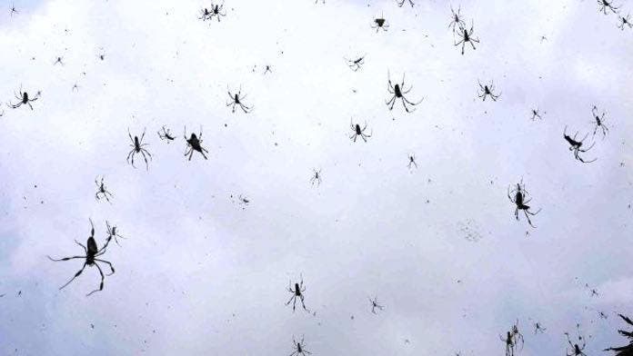 Impactantes imágenes de la lluvia de arañas en Brasil Impactantes imágenes de la lluvia de arañas en Brasil