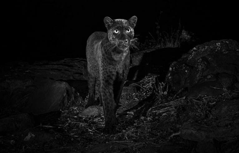 Mítico y majestuoso leopardo negro fue fotografiado por primera vez en 100 años en la selva africana