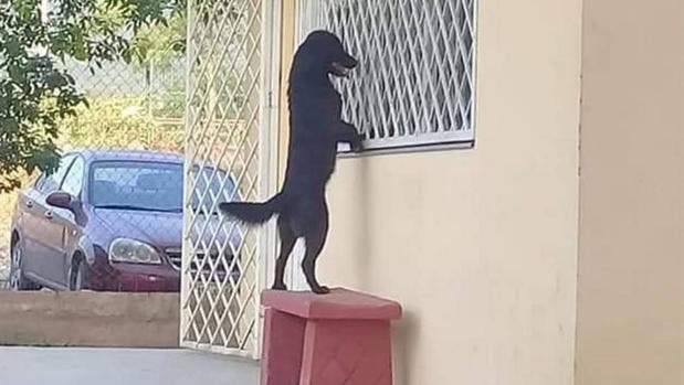 Sólo para verlo por la ventana, perrito sigue a dueño hasta salón en Tamaulipas