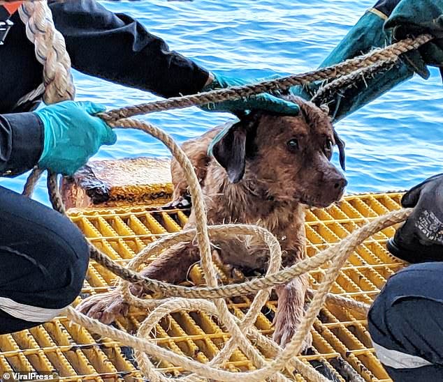Rescatan a perro que se alejó 135 millas nadando desde Tailandia Rescatan a perro que se alejó 135 millas nadando desde Tailandia