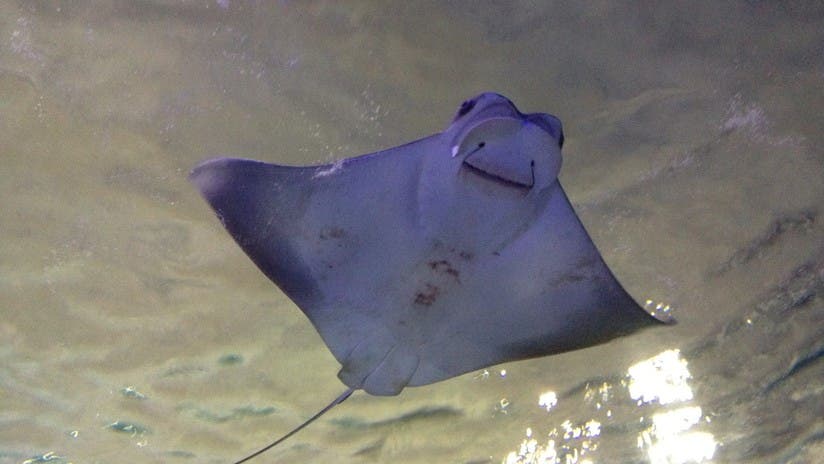 Mantarraya gigante se acerca a buzos para 'pedir auxilio’ Mantarraya gigante se acerca a buzos para 'pedir auxilio’