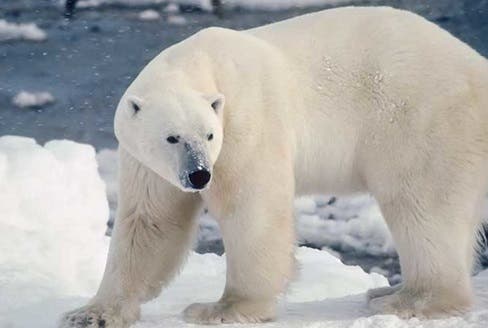 El misterioso mensaje pintado sobre un oso polar El misterioso mensaje pintado sobre un oso polar