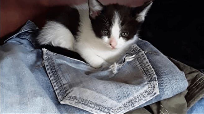 problemas con gatos del vecino