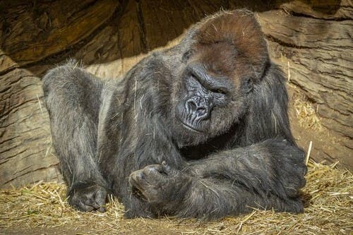 Dos gorilas del zoológico californiano tienen coronavirus y se encuentran en cuarentena