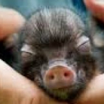 Furor por los mini pigs: ¿cuánto salen las pequeñas mascotas?
