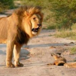 Manada de leones acorrala a un zorro y pasa algo sorprendente