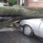 Un árbol aplastó a un auto en el centro