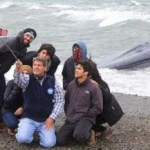 Chile: garabatearon y se sacaron fotos sobre una ballena varada