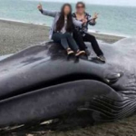 Chile: garabatearon y se sacaron fotos sobre una ballena varada