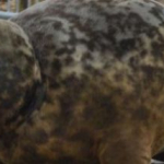 La historia de la foca que sobrevivió seis meses en el mar con un frisbee en su cuello