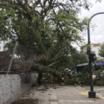 Por las intensas ráfagas de viento cayó un árbol en la zona del Centro de Salud