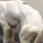 Adiestrador de perros maltrataba a los animales de sus clientes, lo denunciaron y se quitó la vida