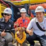 Tailandia: un perro sobrevivió nadando 217 km mar adentro