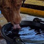 Tailandia: un perro sobrevivió nadando 217 km mar adentro