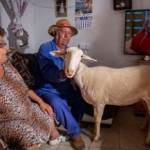 El drama del tío Guillermo, el jubilado que lucha para que no le maten a sus ovejas