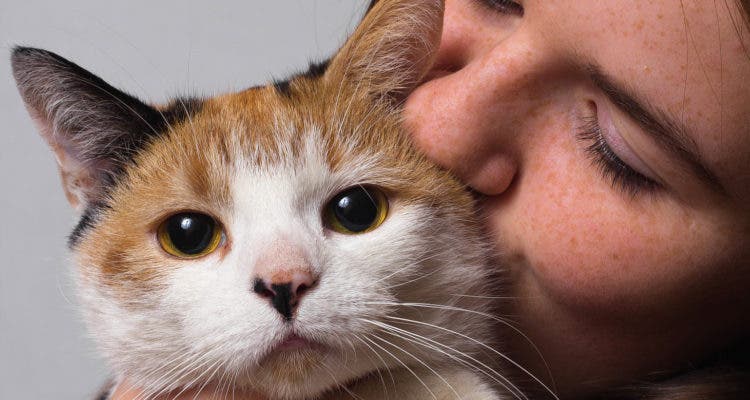 Los gatos prefieren estar en contacto con un humano antes ...