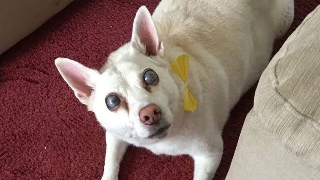 может ли ослепнуть собака. слепая собака. беспородистые собаки по. я что от собаки ?. может ли ослепнуть собака.