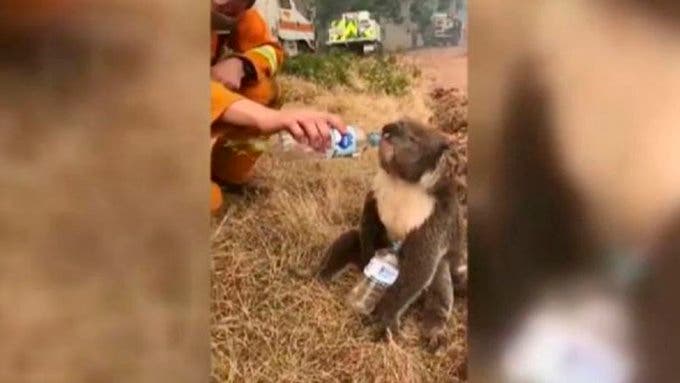 Australia: el tierno video de un bombero con un koala ...