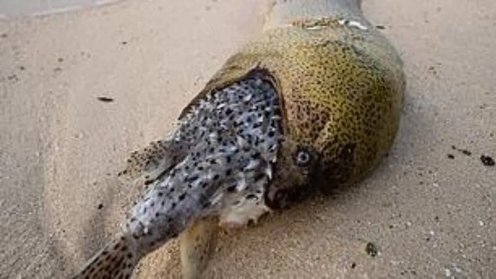 Una anguila murió asfixiada cuando el