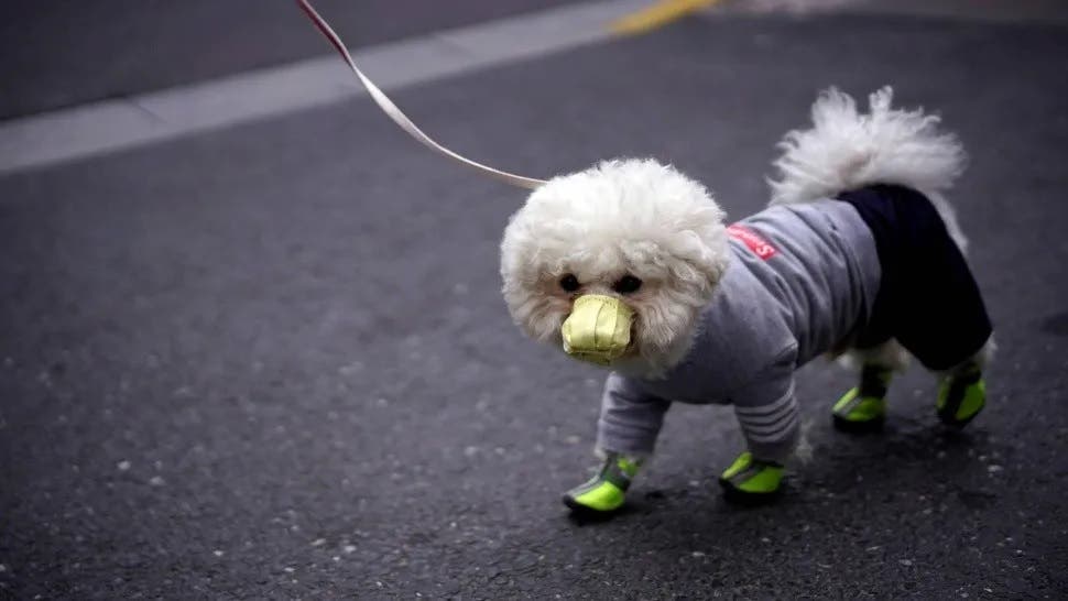 Temor por la variante Delta las mascotas pueden contagiarse y